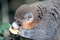 Diet and nutrition in wild mongoose lemurs